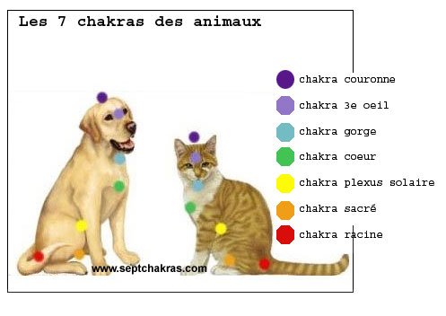 Les Chakras Des Animaux Septchakras La D Couverte Des Chakras